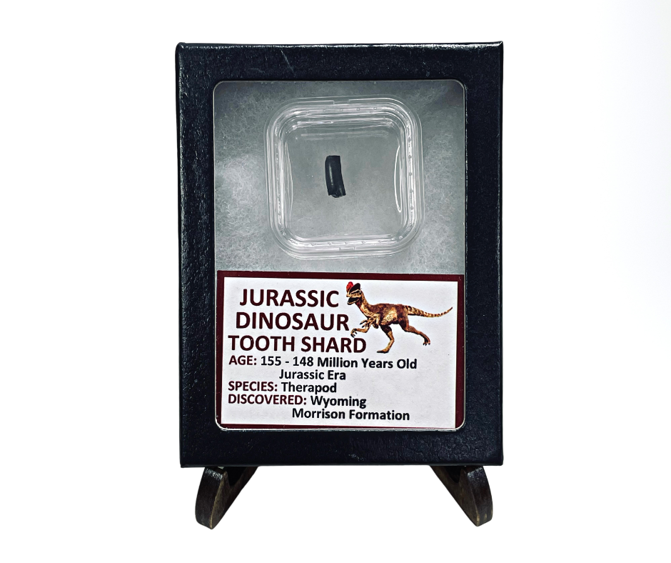 Jurassic Dinosaur Tooth Shard