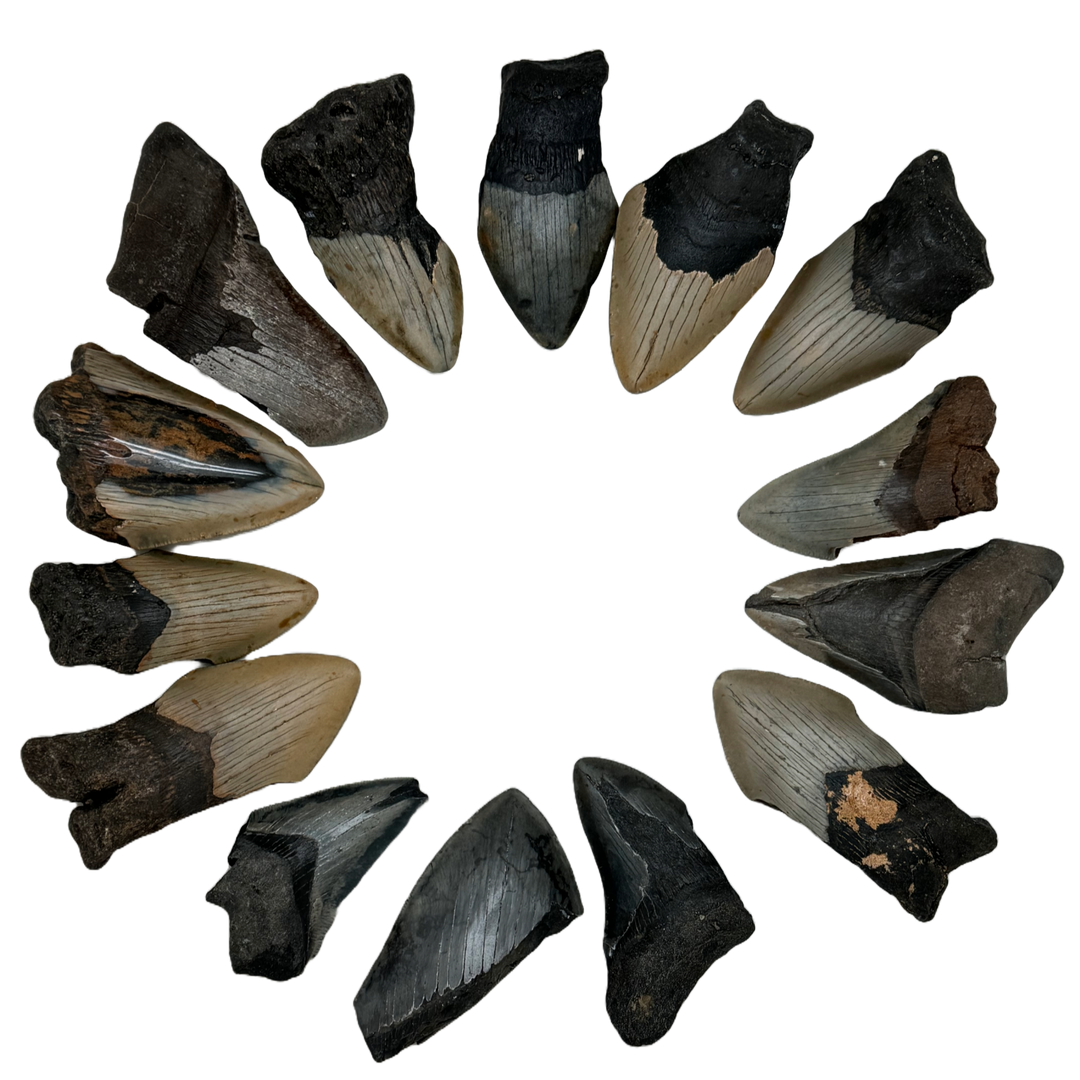 Megalodon Tooth B grade 3/4 Medium