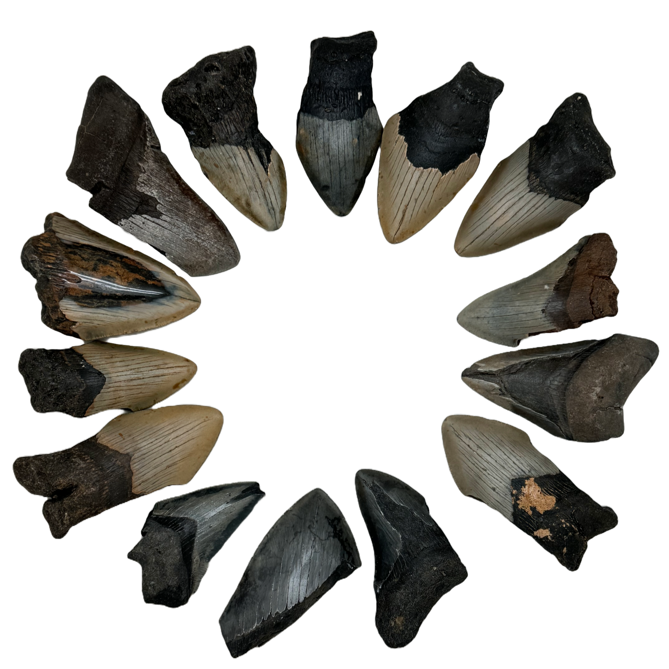 Megalodon Tooth B grade 3/4 Medium