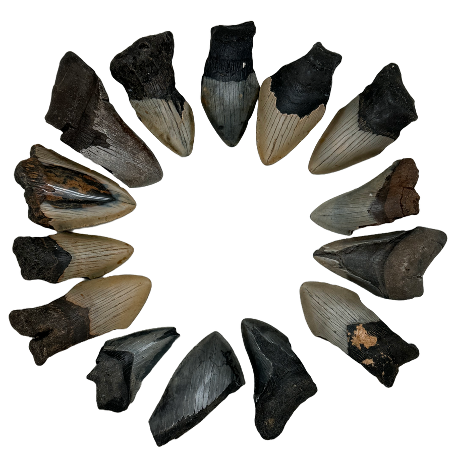 Megalodon Tooth B grade 3/4 Medium