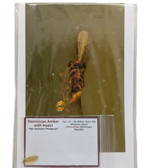 Dominican Amber with Insects