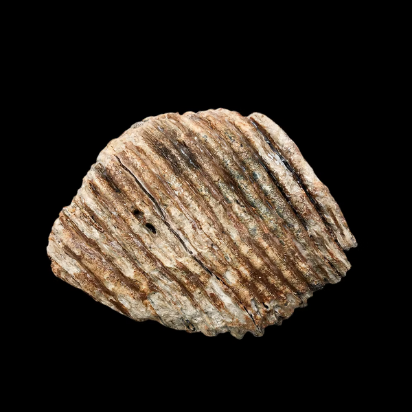 Authentic Woolly Mammoth Tooth Fossil (25,000–40,000 Years Old) – Found in England