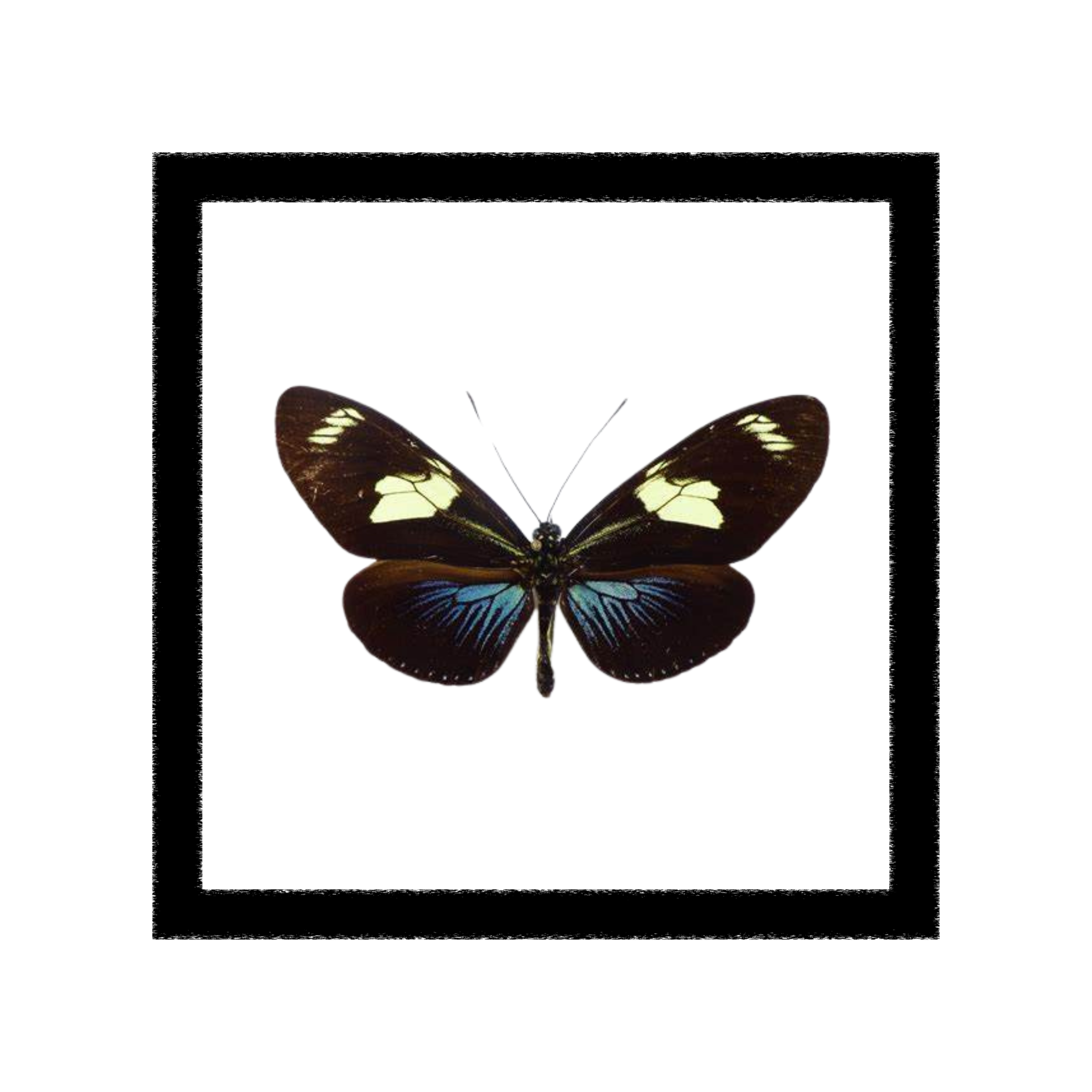 Heliconius Doris