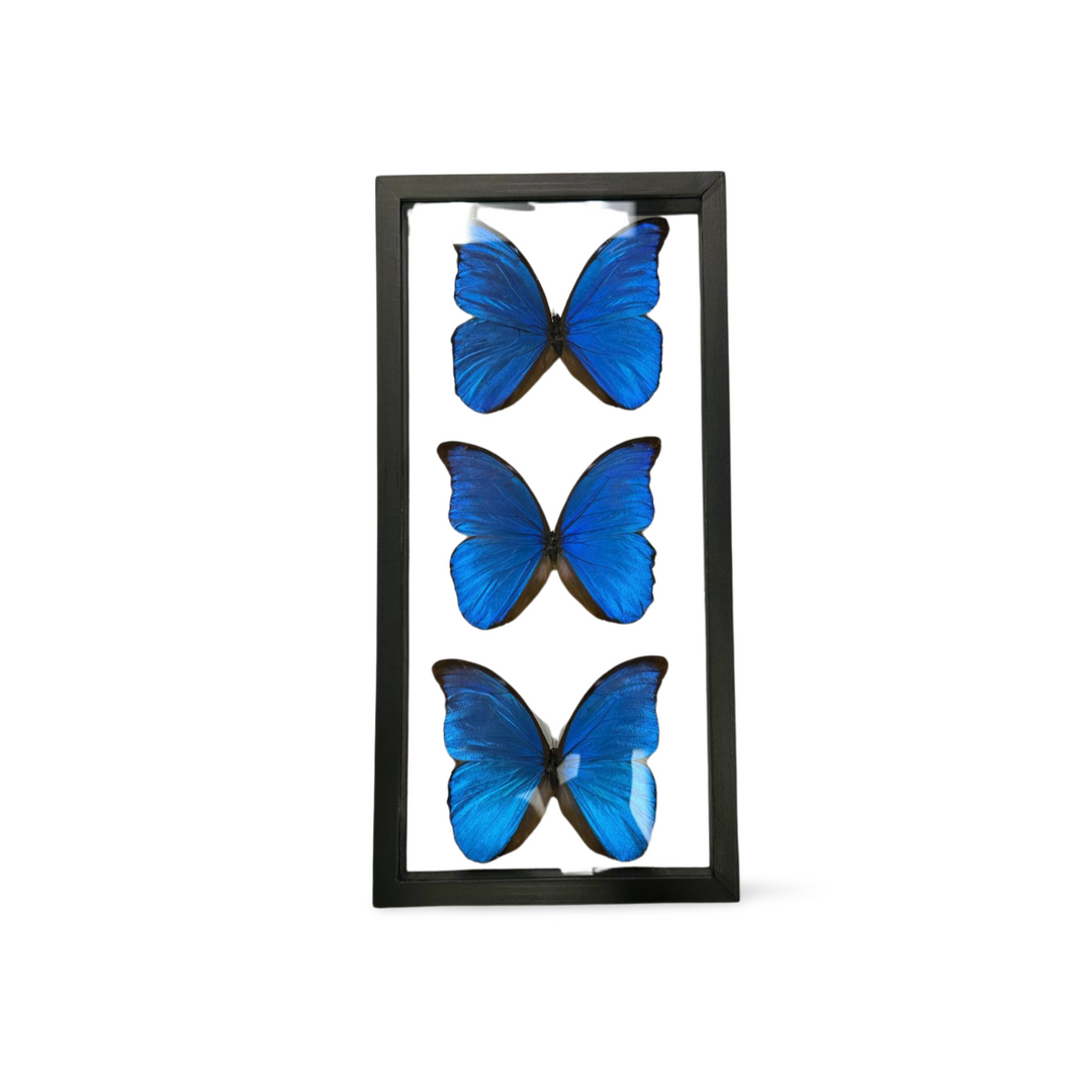 Morpho Butterfly Display X3