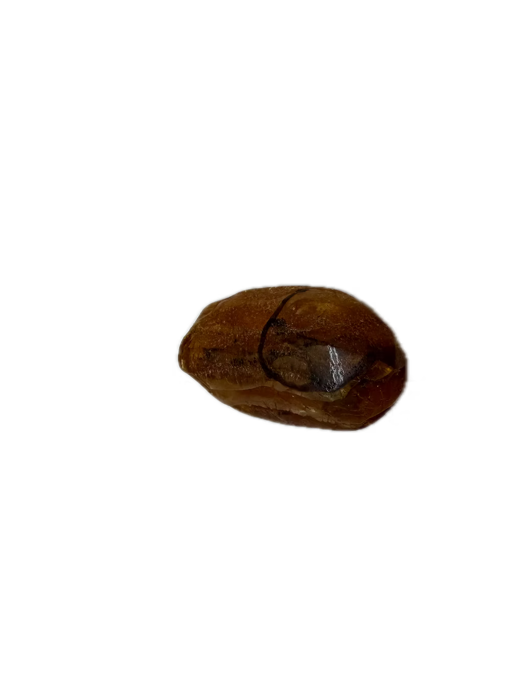 Fossil Amber With Insects