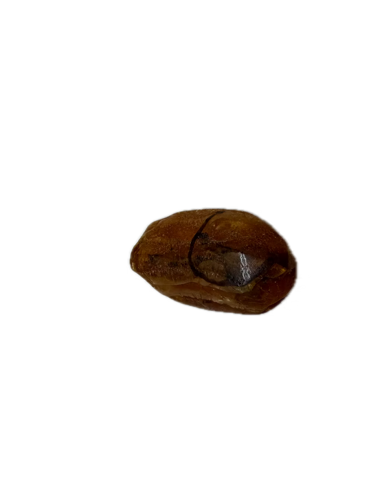 Fossiler Bernstein mit Insekten