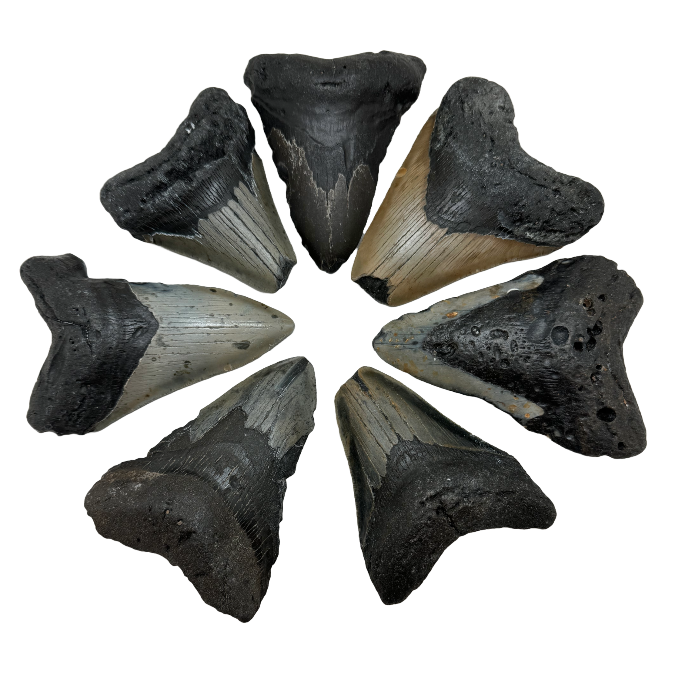 Megalodon Tooth B grade quality