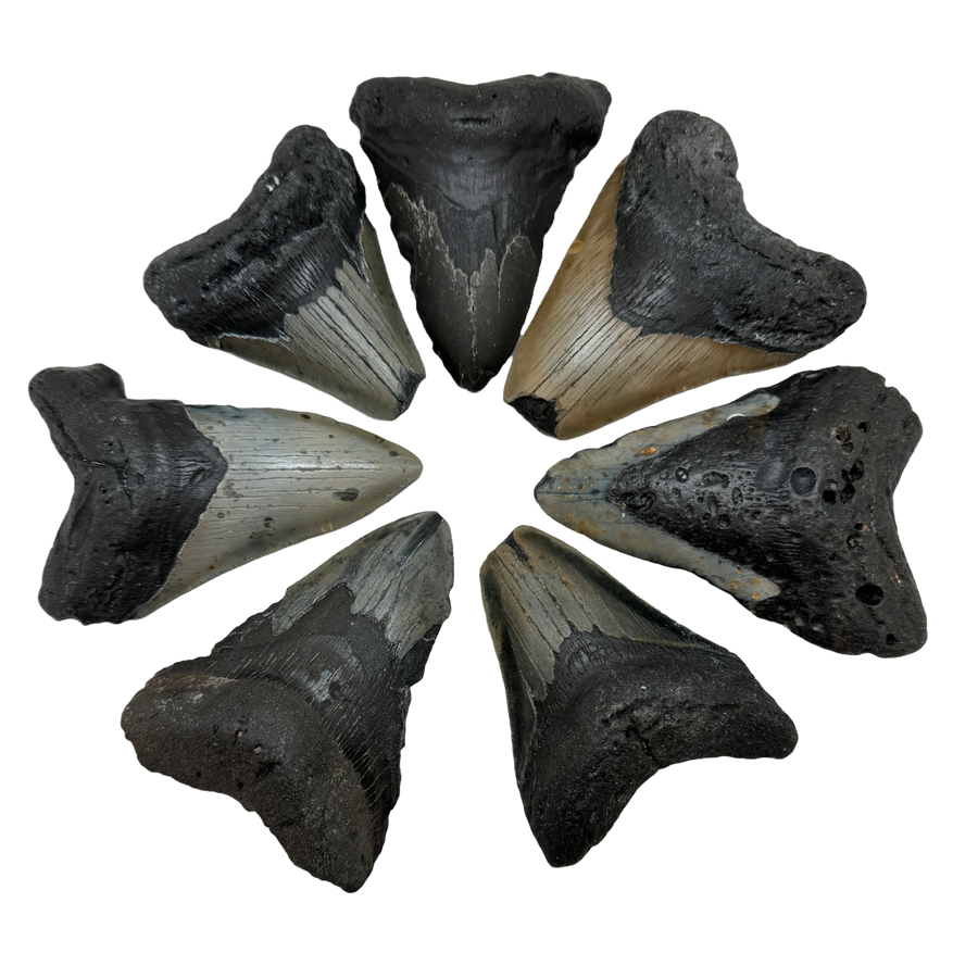 Megalodon Tooth B grade quality