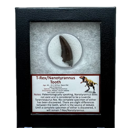 Tyrannosaurus Rex / “Nanotyrannus” Tooth – Hell Creek Formation (66 Million Years Old)