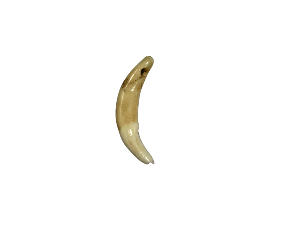 African Dog Tooth Pendant