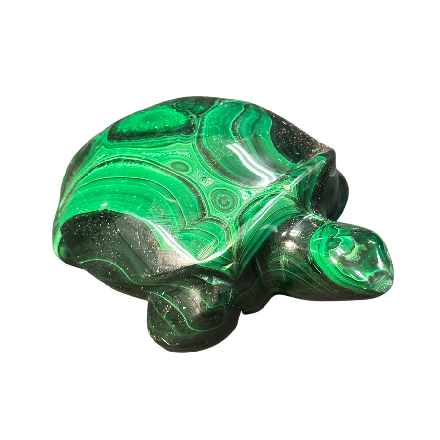 Malachite Turtle
