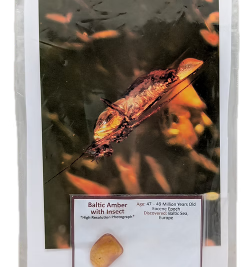 Baltic Amber with Insect