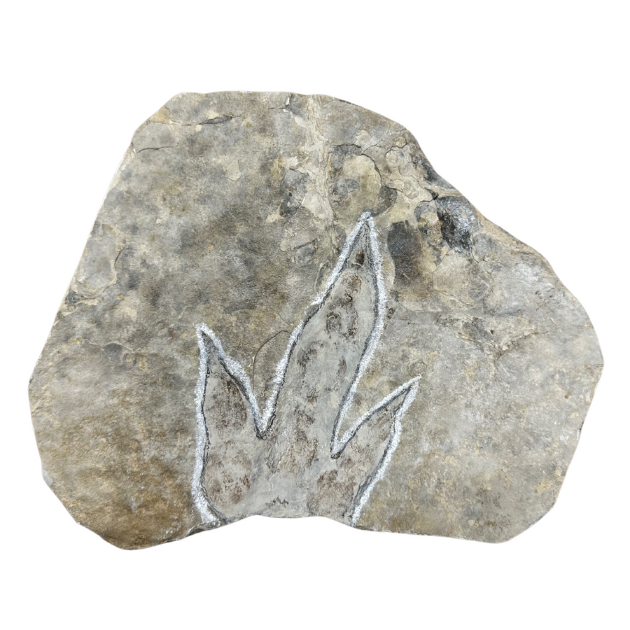 Jurassic Dinosaur Footprint