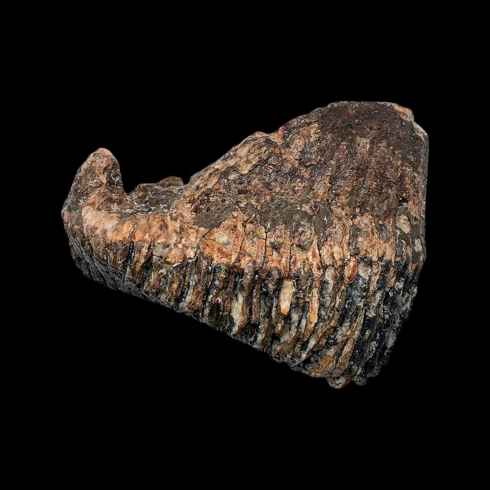 Ice Age Woolly Mammoth Tooth Fossil – Authentic Pleistocene Specimen (England)