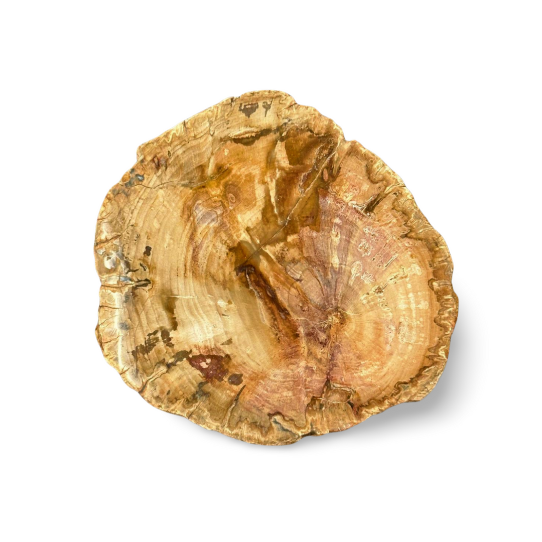 Petrified Wood Slice