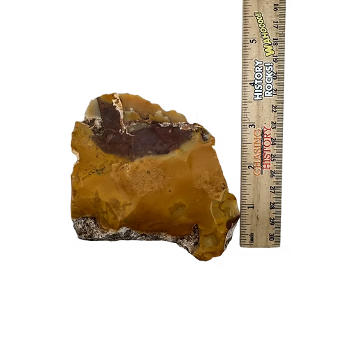 French Mousterian Neanderthal Tool