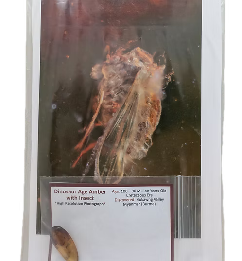 Dinosaur Age Amber with Insects