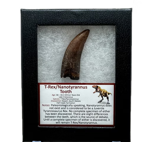 Large Tyrannosaurus Rex / “Nanotyrannus” Tooth – High Quality Hell Creek Specimen (66 Million Years Old)