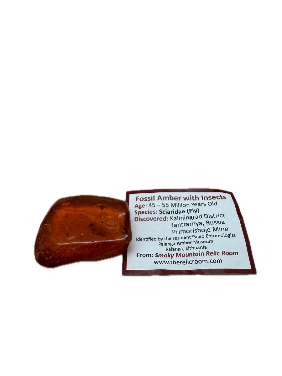Fossil Amber with Insects
