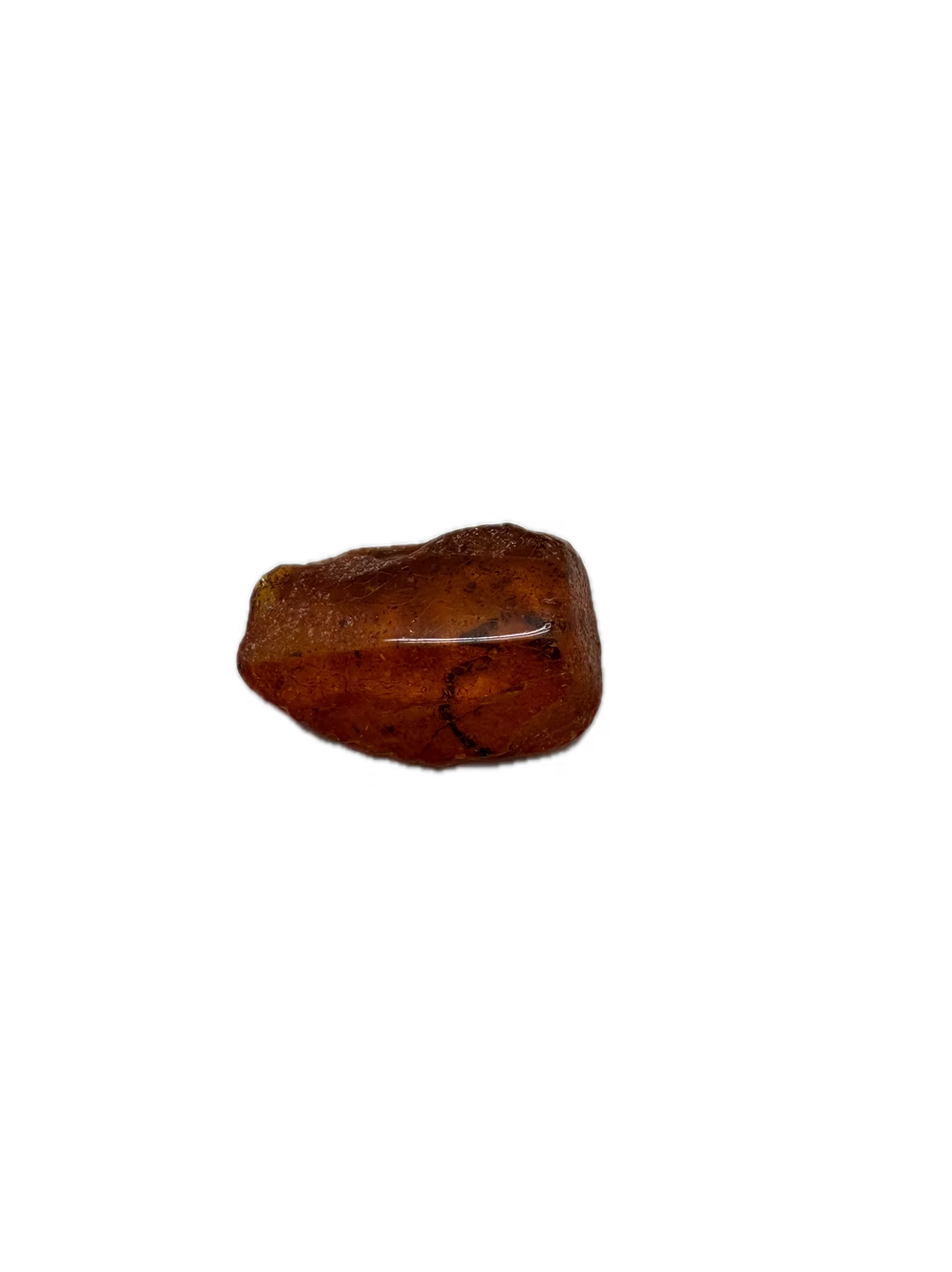 Fossil Amber With Insects