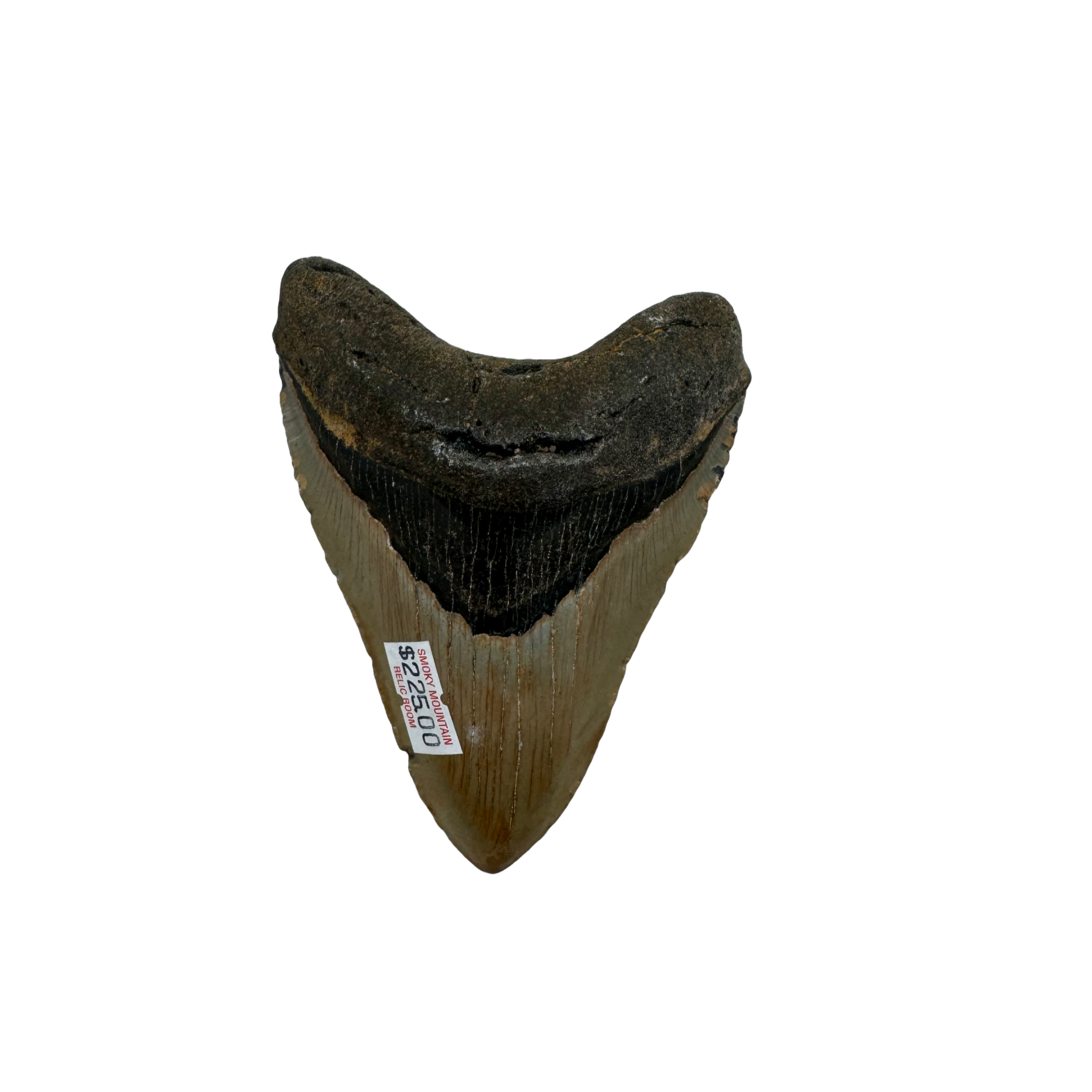 Megalodon Tooth A+ grade