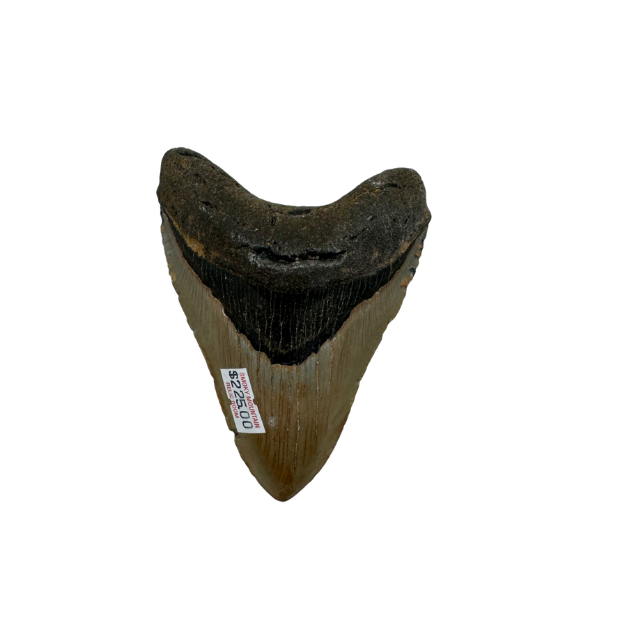 Megalodon Tooth A+ grade