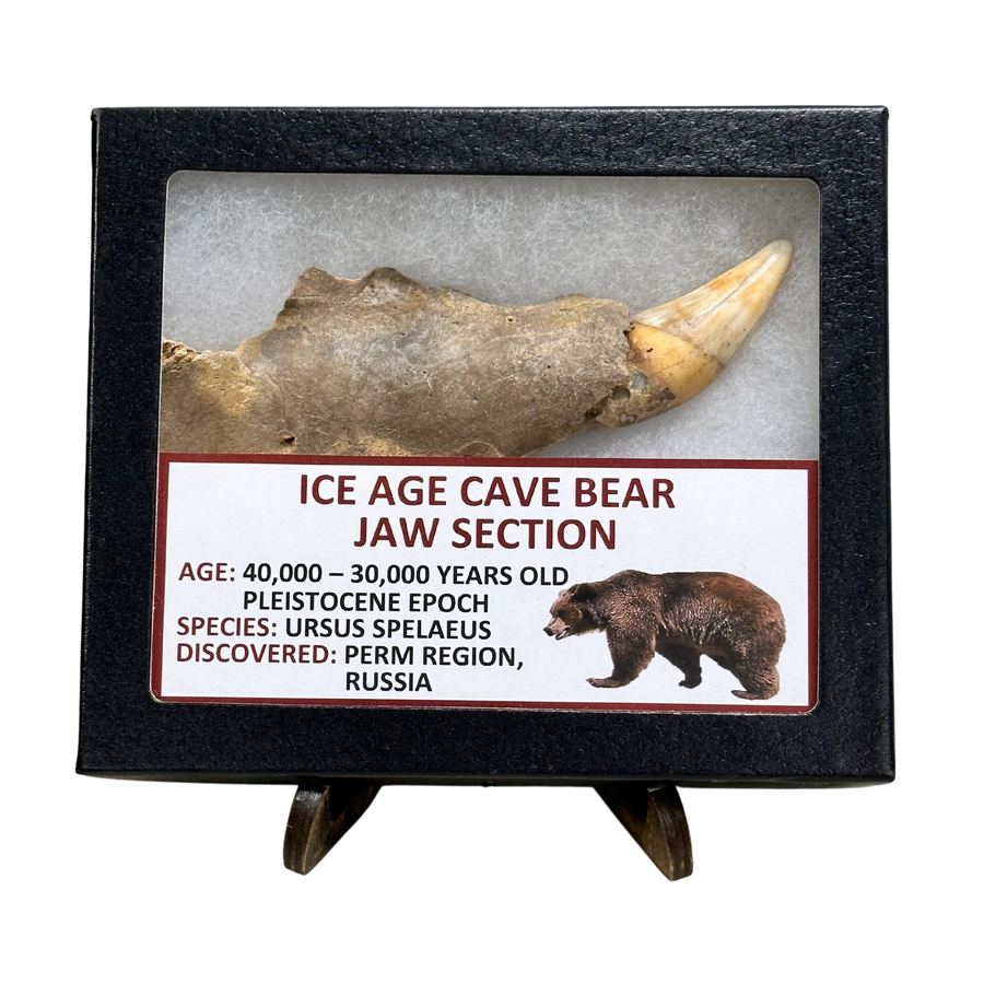 Ice Age Cave Bear Jaw Section