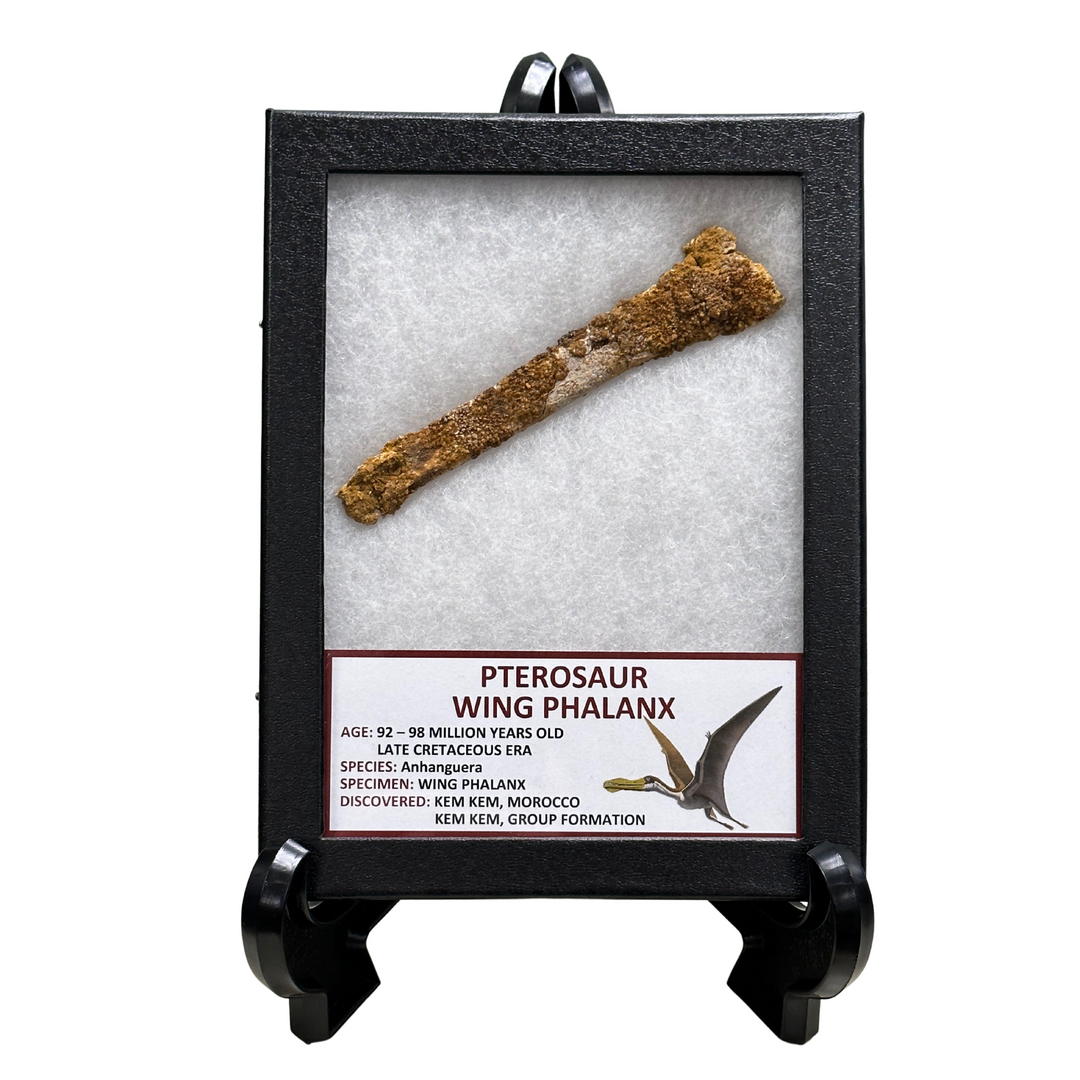 Pterosaur Wing Phalanx