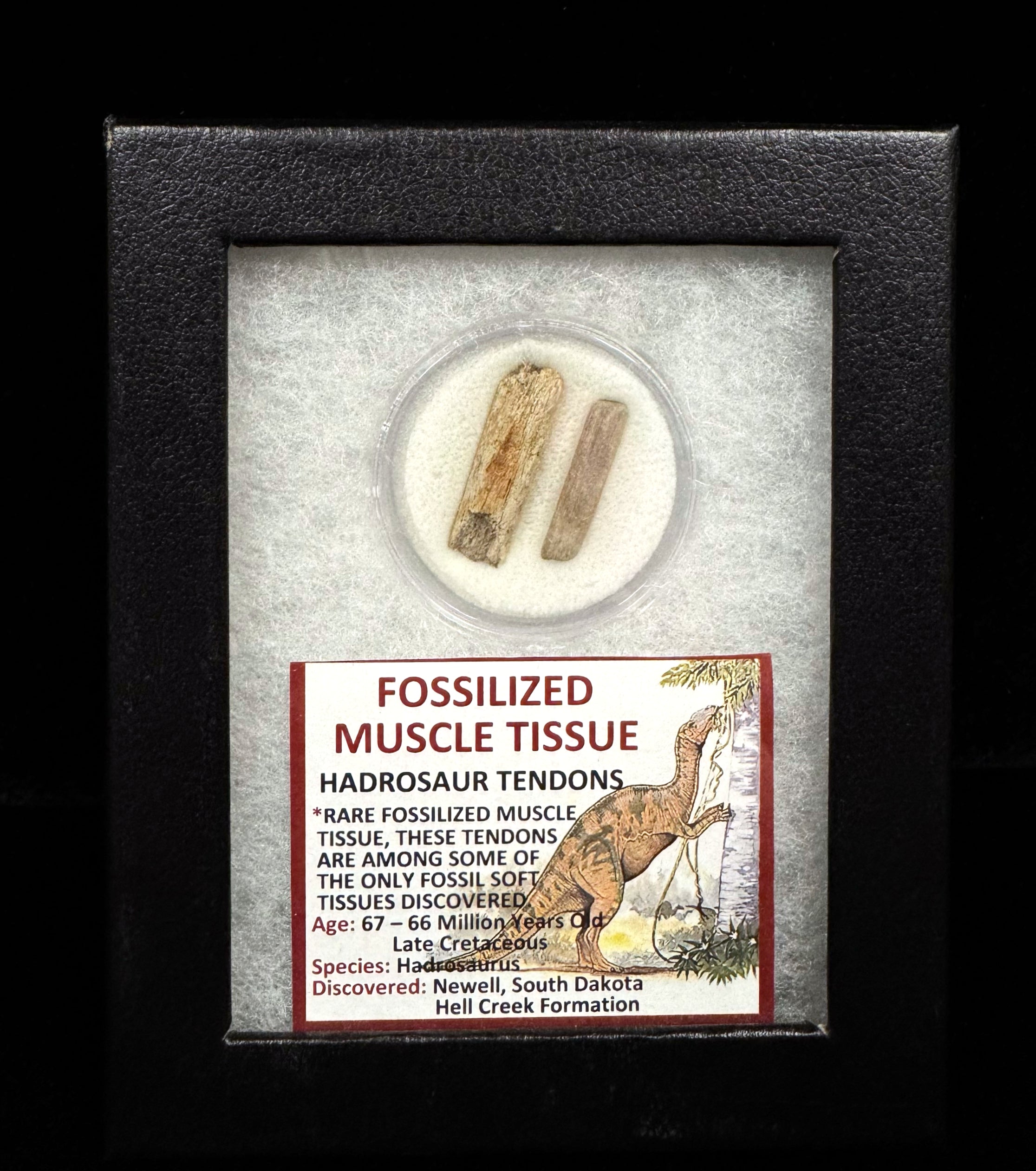Fossilized Muscle Tissue