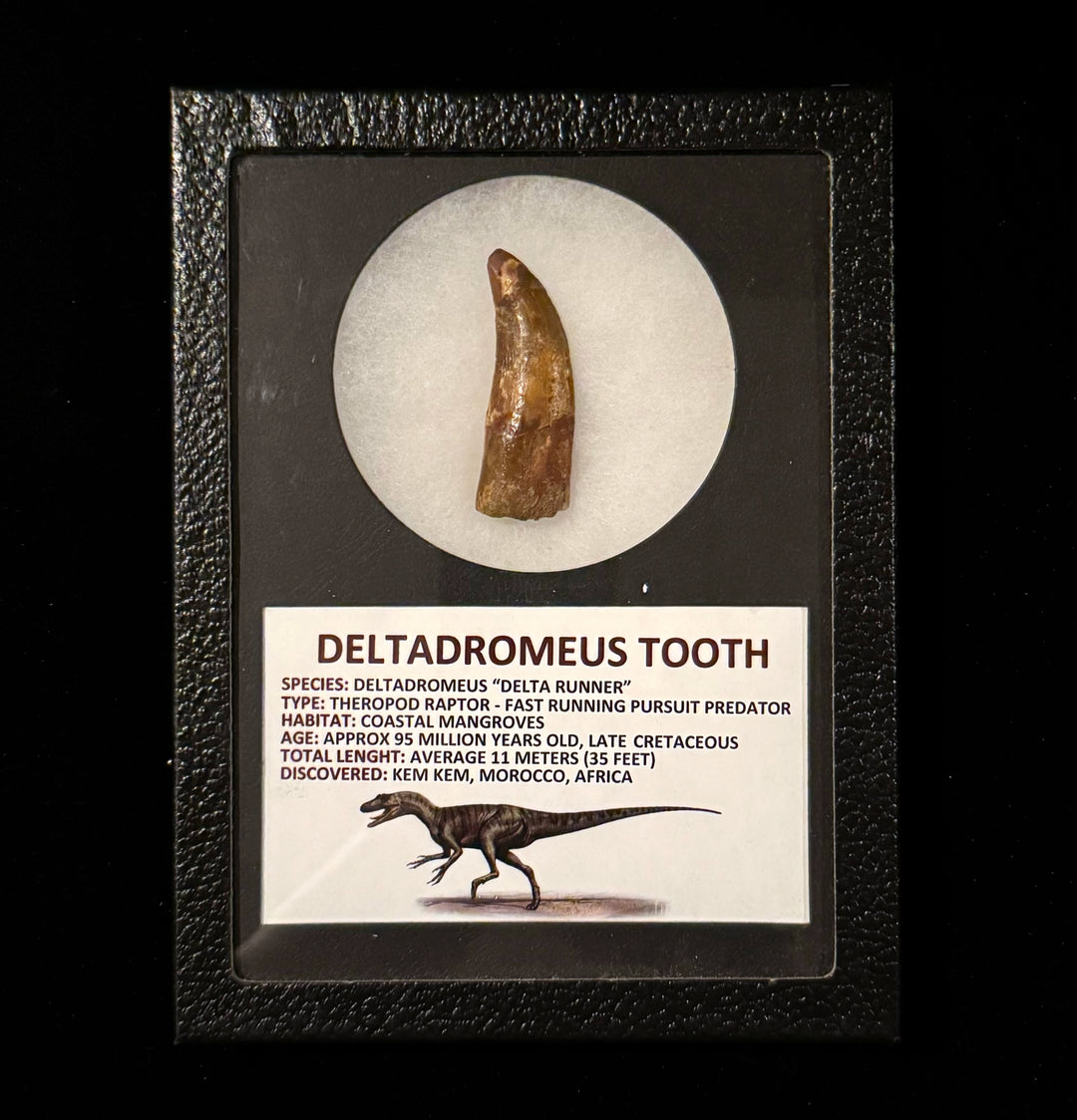 Deltadromeus Tooth