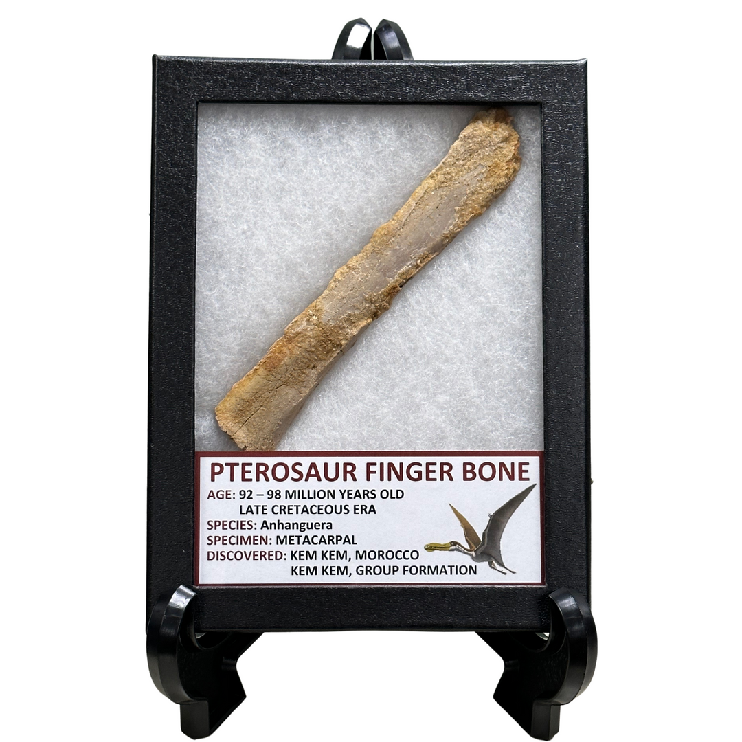 Pterosaur Finger Bone