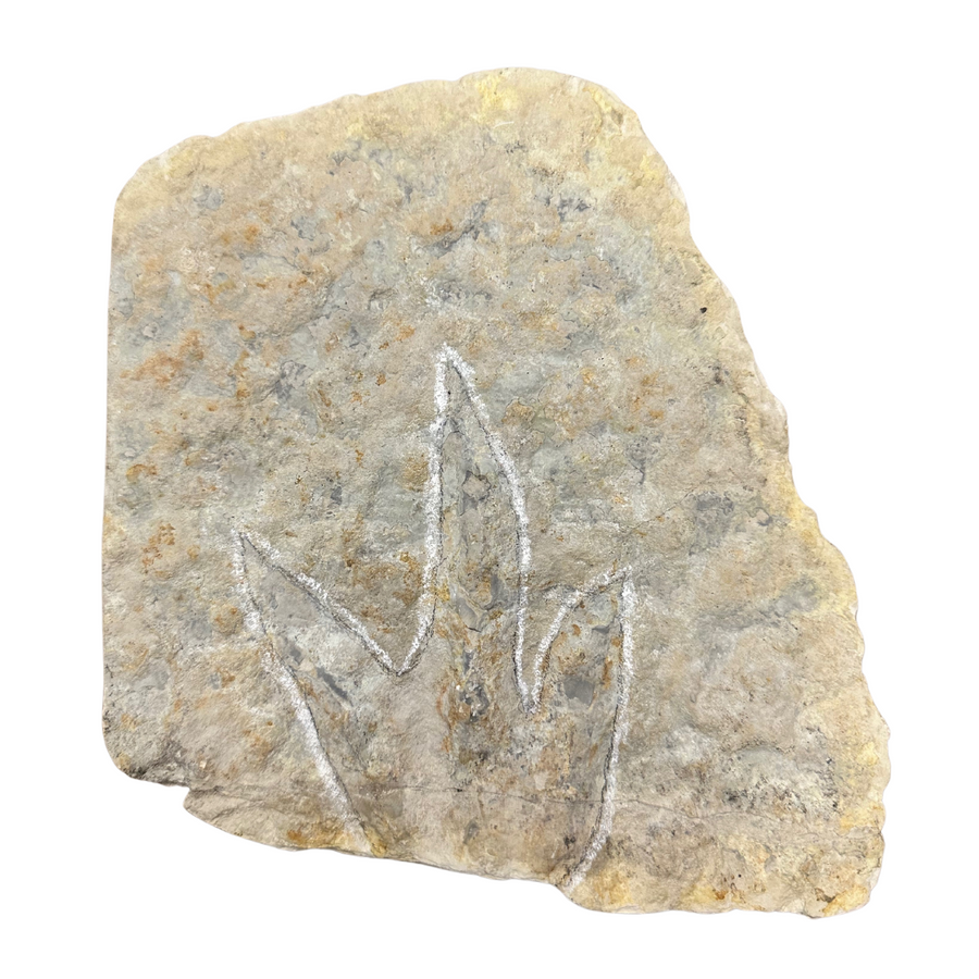 Jurassic Dinosaur Footprint