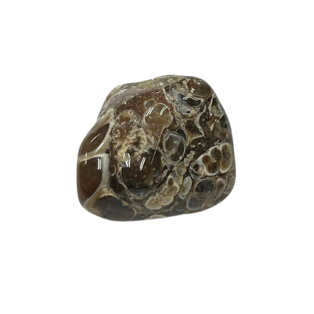 Turritella Agate