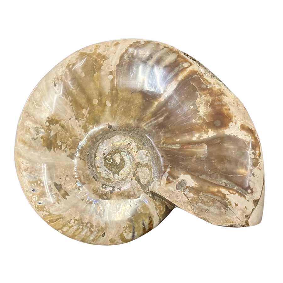 Large Iridescent Ammonite