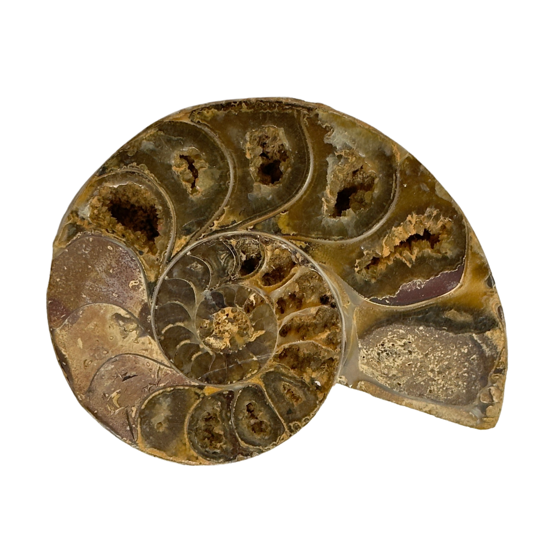 1st Tulear Ammonite