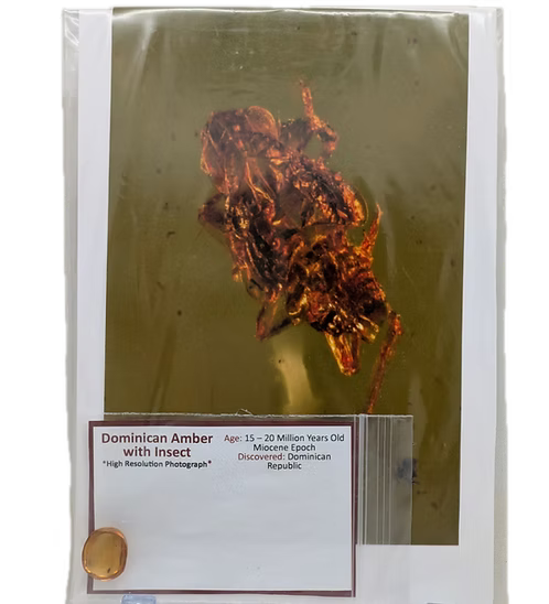 Dominican Amber with Insects