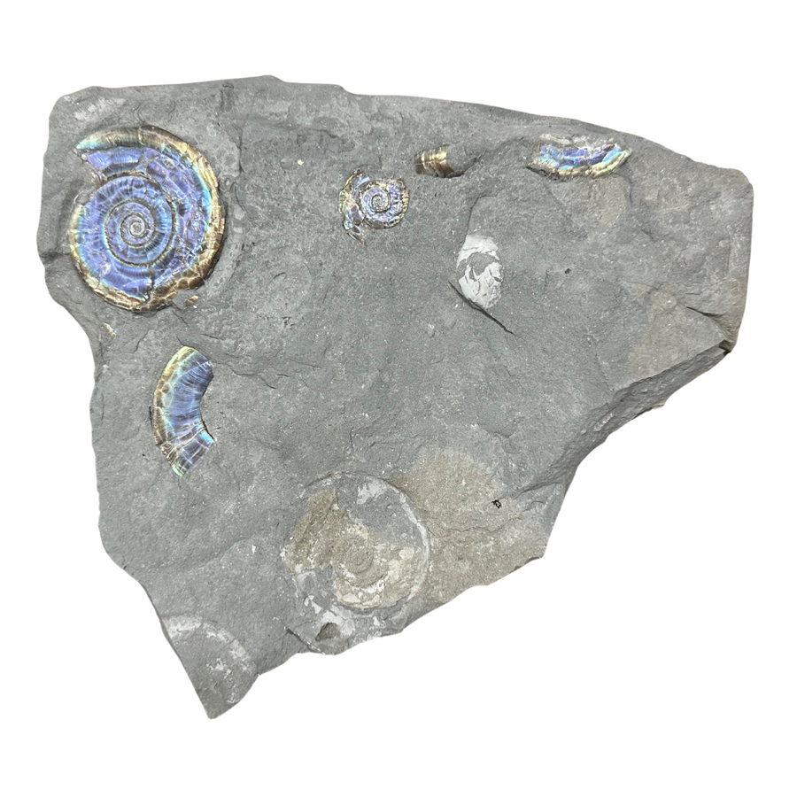 Jurassic Iridescent Ammonite