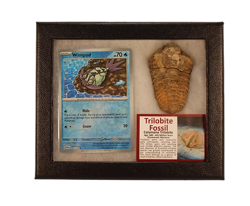 Pokémon Trilobite Fossil Display – Wimpod