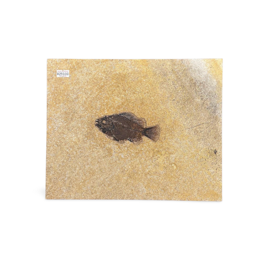 Ancient Fossil Fish