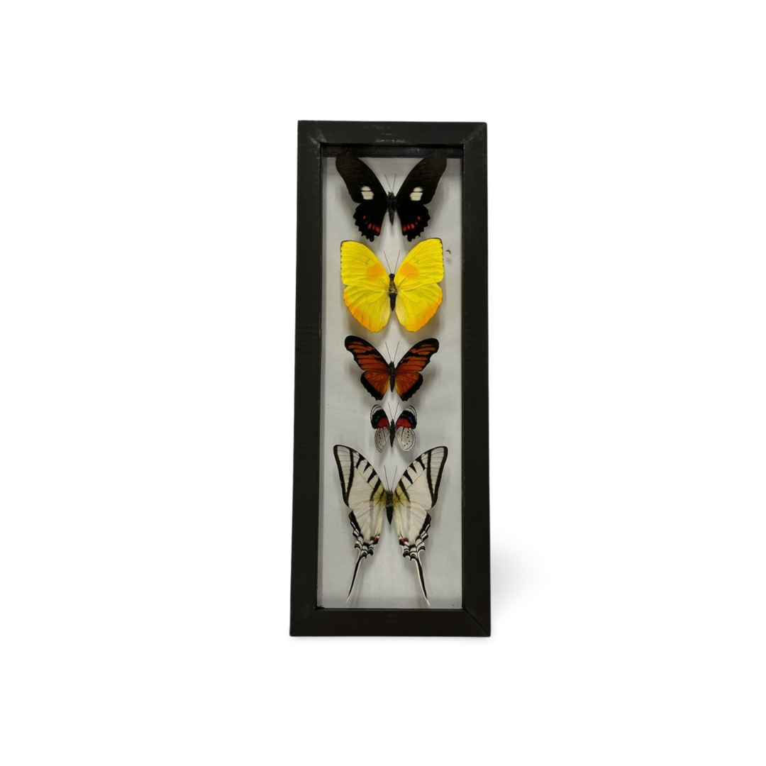 Butterfly Display X5