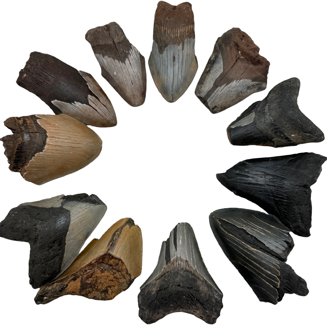Megalodon Tooth B grade 60%