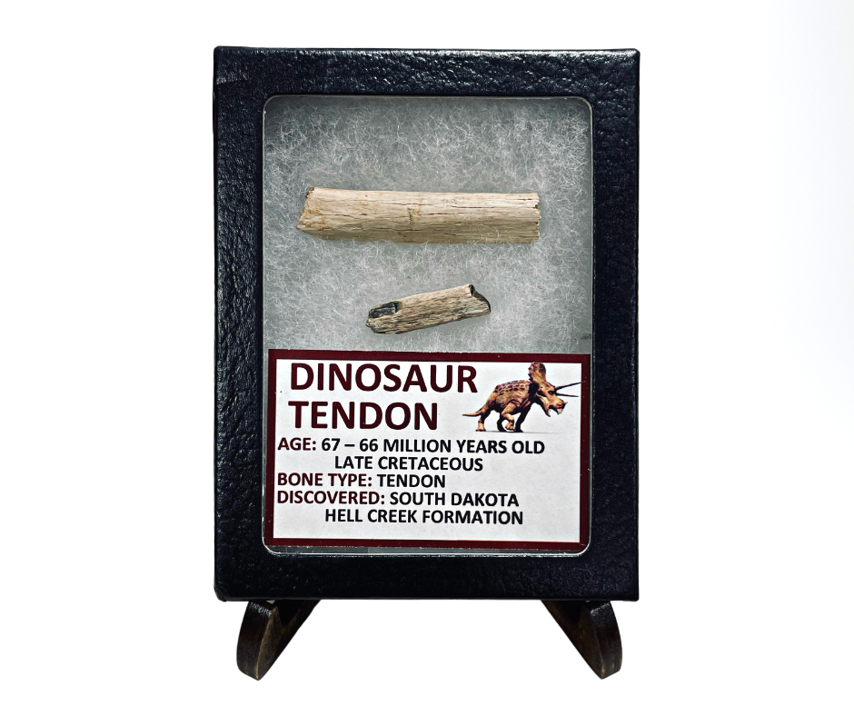 Dinosaur Tendons