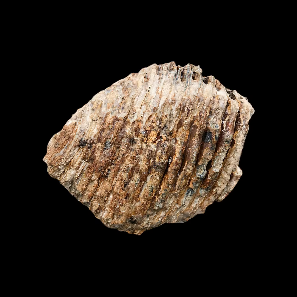 Authentic Woolly Mammoth Tooth Fossil (25,000–40,000 Years Old) – Found in England