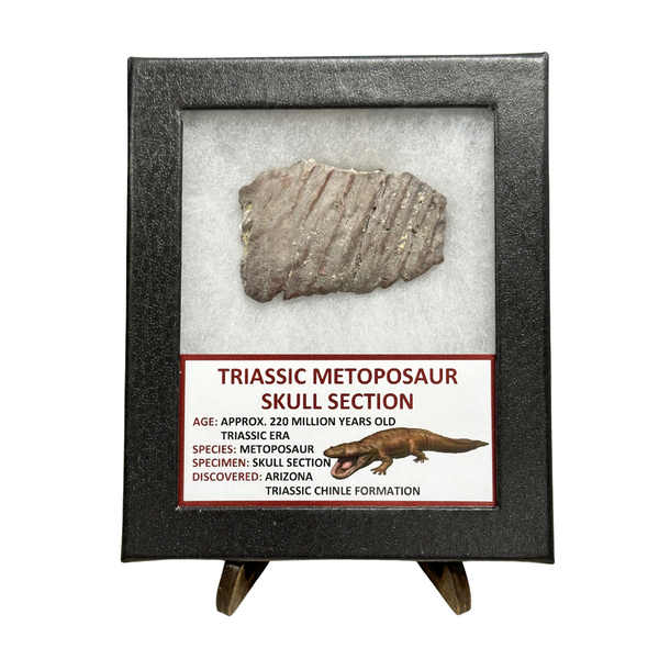 Triassic Metoposaur Skull Section