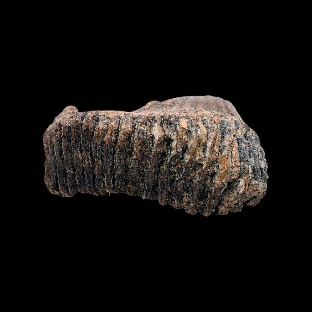 Ice Age Woolly Mammoth Tooth Fossil – Authentic Pleistocene Specimen (England)