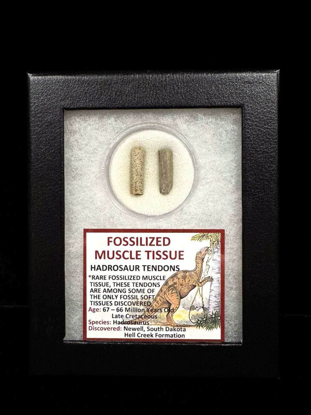 Fossilized Muscle Tissue