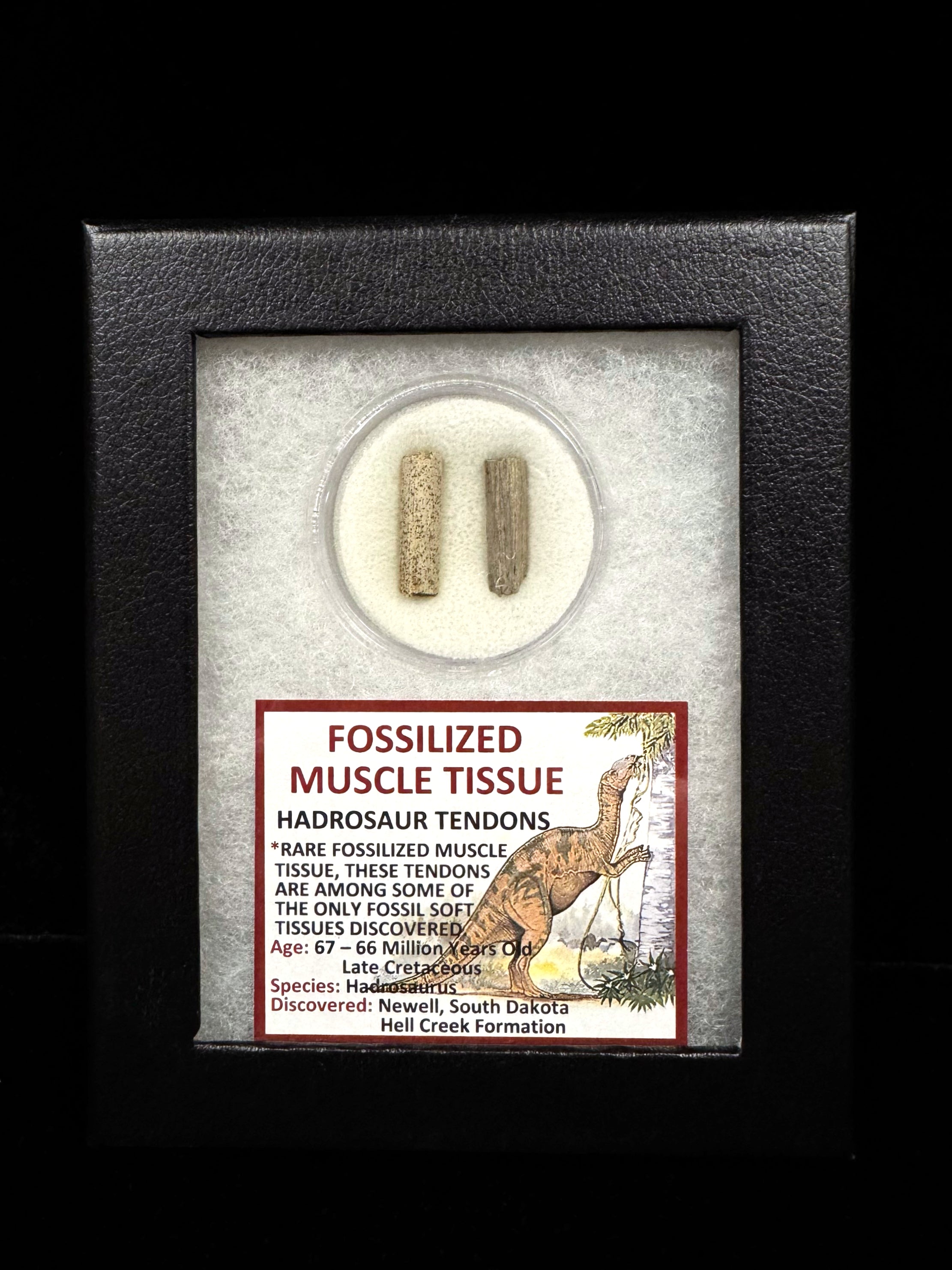 Fossilized Muscle Tissue