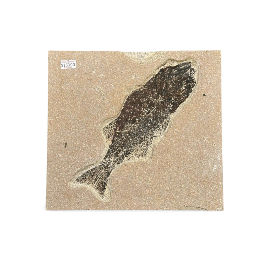 Ancient Fossil Fish