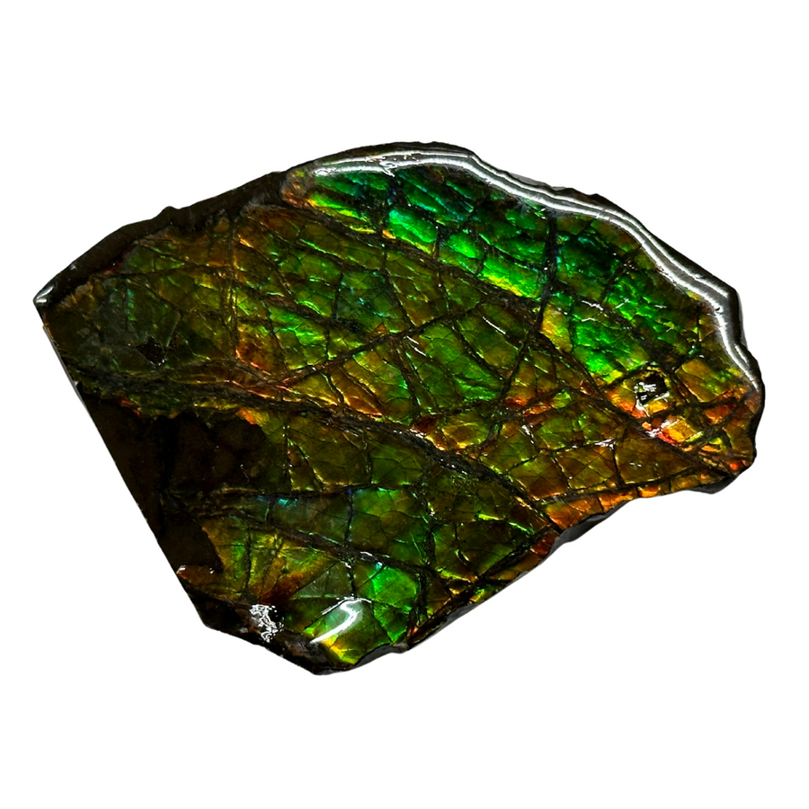 Ancient Ammolite