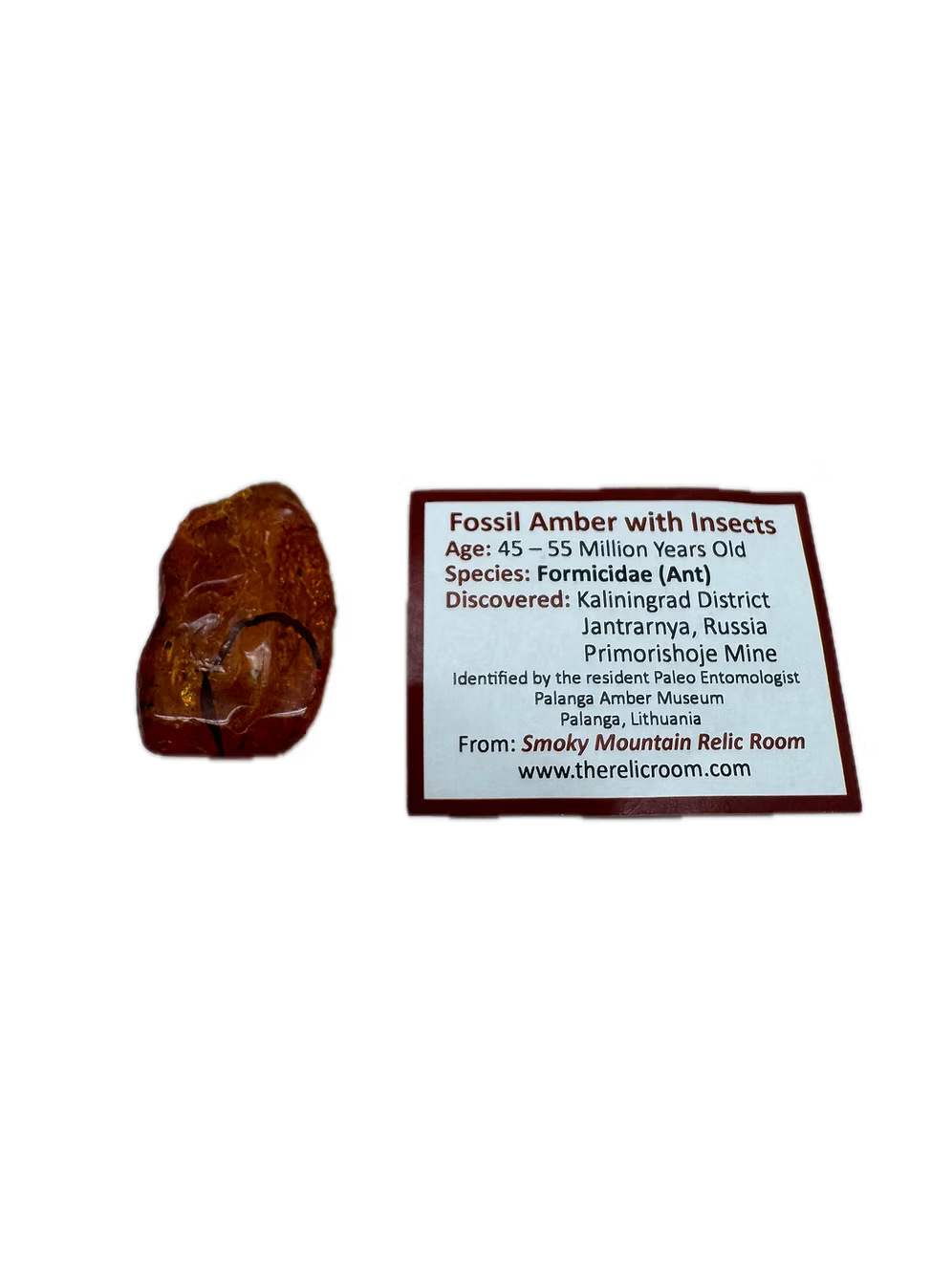 Fossil Amber With Insects